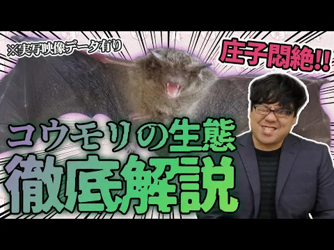 コウモリ駆除歴10年以上の有資格者多数在籍【事前見積り無料】【事前調査可能】