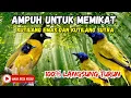 Download Lagu Suara Pikat Super Ampuh, Kutilang Sutra Vs kutilang Emas