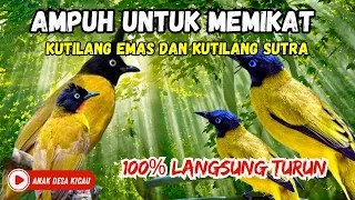 suara pikat super ampuh kutilang sutra vs kutilang emas