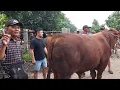Lagu 43 JUTA‼️ LIMOUSIN MONSTER DAGING SUPER HARGA MURAH Pasar Sapi Jetis