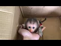 Baby Monkey - The Process of Adopting and Caring for Monkey Little Maocau