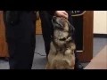 Cheyenne Police Department K9 Niko Retires