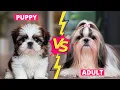 Shih Tzu Puppy vs Adult Shih Tzu Real Difference