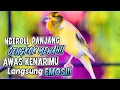 Download Lagu Kenari Gacor Panjang Cengkok Mewah || Cocok buat Pancingan Kenari Muda !!! Ransang Cepat Bunyi Gacor