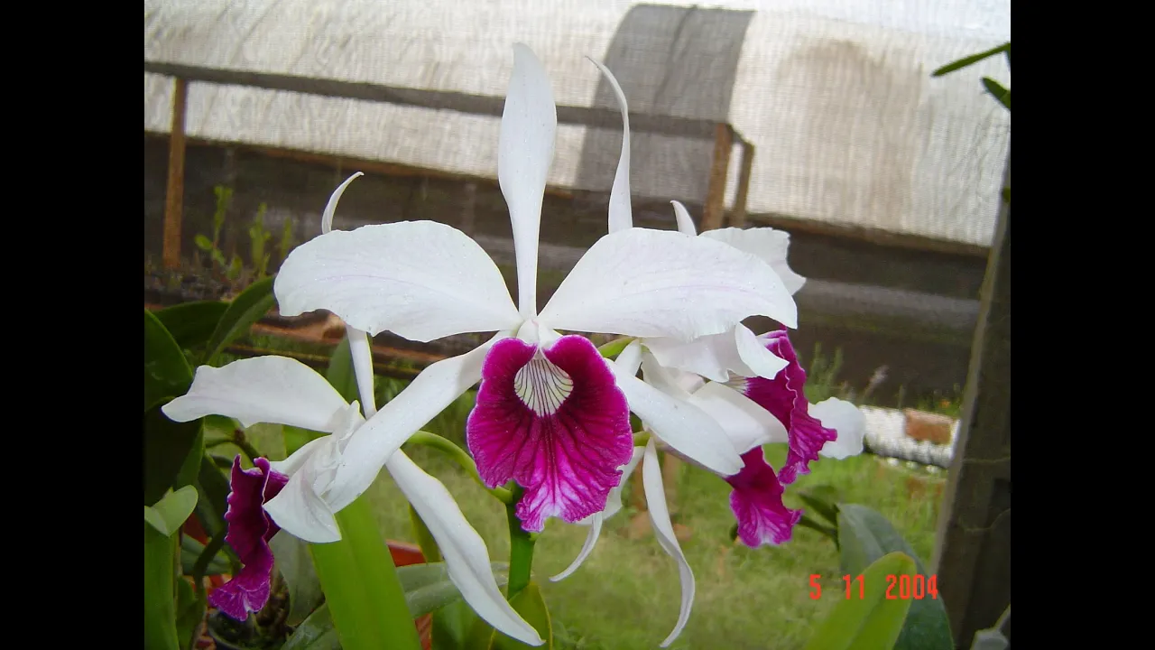 MULTIPLICAÇÃO ORQUÍDEAS LÉLIAS (LAELIA)