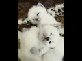 2 weeks old kitten