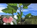Download Lagu Violette de Bordeaux - An Anchor Fig For My Garden