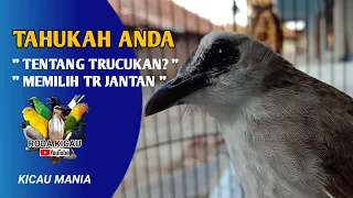 Download Mengenal Burung Trucukan dan Bagaimana Cara Memilih Trucukan Jantan | Ciri Burung Jogjog Jantan MP3