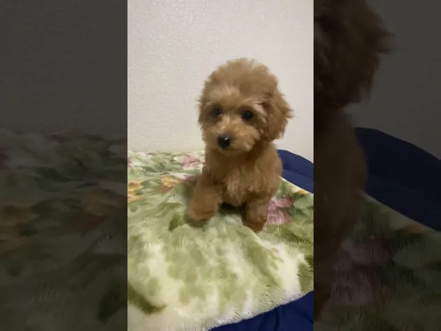 動画