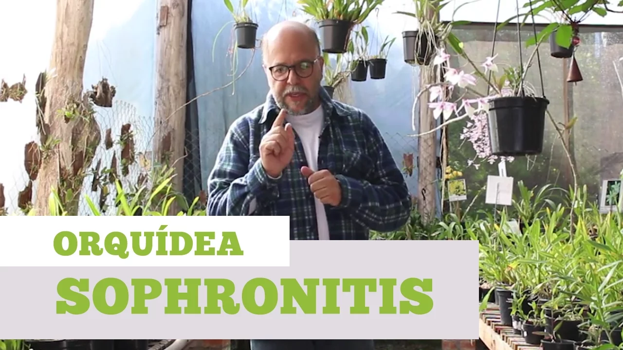 COMO CUIDAR DE ORQUIDEA SOPHRONITIS