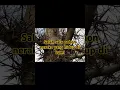 Download Lagu salah satu nya pohon neraka yang hidup di bumi #shortvideo #viralvideo