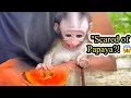 Download Lagu “Baby Monkey Cici’s Shocking Fear… Of a Papaya?! 😱🍉”