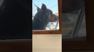 😂🐾💜#fyp #dream #youtube #pets #doberman