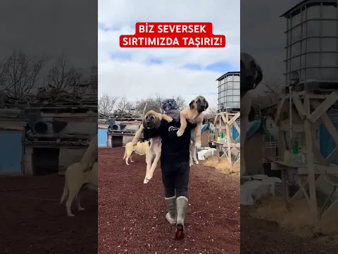 SIRTIMIZDA TAŞIDIĞIMIZ DEV AKSARAY MALAKLILARI!