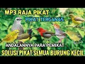Download Lagu RAJA PIKAT!! Suara pikat burcil andalan 2025#pikatburung (dijamin panen)