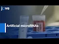Artificial microRNAs to Characterize the effets of Gene Knockdown Protocol