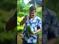 Download Lagu Guess the Watermelon Color! 🔴🟡 What’s Inside?