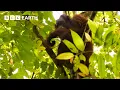 Download Lagu Getting a Glimpse of a Bornean Orangutan | Bill Bailey's Jungle Hero | BBC Earth