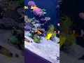 Download Lagu Just some BEAUTIFUL fish in the reef tank! #aquarium #aquariumfish