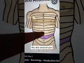 Doctor Explains Why Touching Your Belly Button Feels Naughty