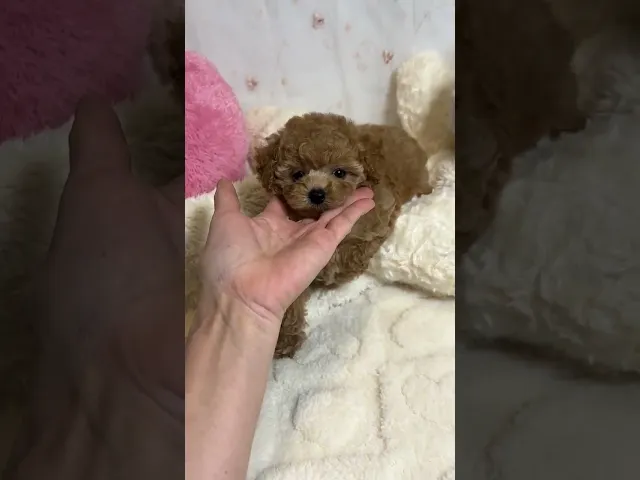 動画