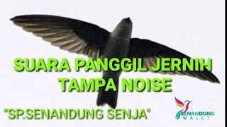 suara panggil walet jernih tampa noise 