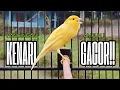 Lagu Pancingan Kenari GACOR panjang untuk Masteran Kenari PAUD \u0026 agar Kenari diam agar bunyi \u0026 gacor