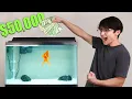 I Gave My Goldfish 50 000 to Trade Stocks