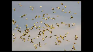 بتبيت للتحفيز الحسون 