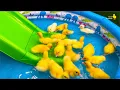 Download Lagu Funny ducklings, ducks, pig, kitten and dog
