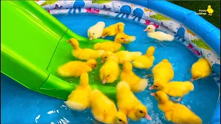 مضحك فراخ البط والبط والخنزير والهريرة والكلب دندنها