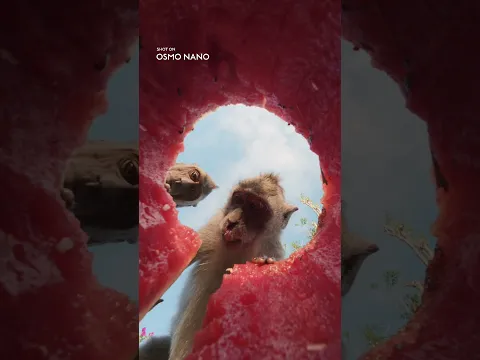 Strange POV, Tiny Camera | DJI Osmo Nano