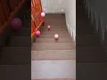 Download Lagu Oddly Satisfying ASMR || Bola jatuh dari Tangga #shorts #reels #stairs #satisfying #asmr