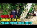 Download Lagu Penampakan Ikan Gurame 100 KG 😱😱😱 Saat Mancing Di Sungai Angker