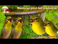 Download Lagu [ Pleci ] Pleci di rumah bakalan Bongkar isian Dalam hitungan Menit, Masteran pleci full tembakan