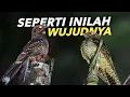 Download Lagu Pasti Kalian Pernah Dengar Suara Burung Ini #JejakHewan