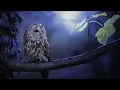 Download Lagu Suara burung hantu seram mp3 terbaru