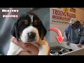 How to Raise Puppies The Definitive Guide to Coonhound Success