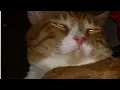 I have to pause Onlyfans and YouTube