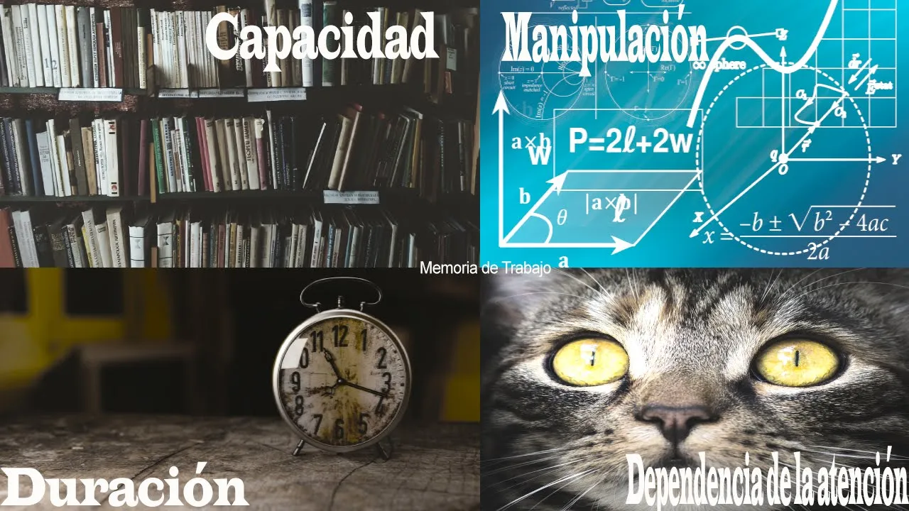Working Memory: ¿Que es la memoria de trabajo o memoria operativa?