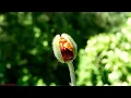 Corn Poppy Blooming time lapse Amazing Nature