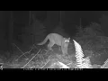 Mountain whistle