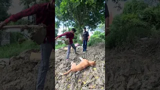 Don't Ignore This Situation All Of You For Animal's (Bezubaan)🙏