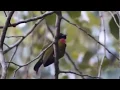 SUARA BURUNG SAMYONG asli di alam liar