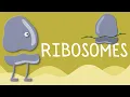 Ribosomes Structure and function