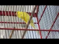 Download Lagu Monggo. Kenari Yellow Rasmi From Iran. Size Top Grade. Prospek Lomba. Durasi Panjang. Volume Keras.