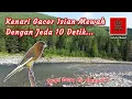 Download Lagu Kenari gacor isian mewah dengan jeda 10 detik, ampuh untuk masteran dengan terapi suara air mengalir