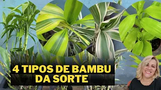 Dracena sanderiana - bambu da sorte chinês - 4 tipos pra vc que não conhece