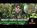 Download Lagu Episode 5 : Pakai BURUNG HANTU Cara Mudah MIKAT Burung dapat BANYAK di Alam Liar