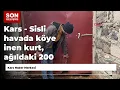 Lagu Kars - Sisli havada köye inen kurt, ağıldaki 200 koyunu öldürdü